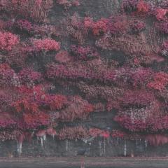 Even In Arcadia (Metallic Gold Vinyl) 