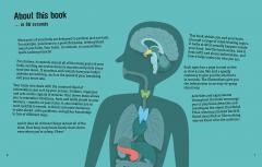 The Human Brain in 30 Seconds