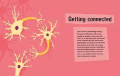 The Human Brain in 30 Seconds