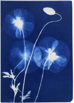 Caiet A6 Lined - Cyanotype - mai multe modele