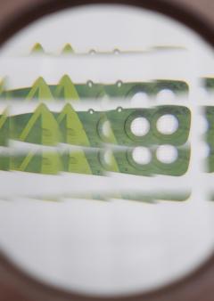 Caleidoscop - Insect Eye Grasshopper