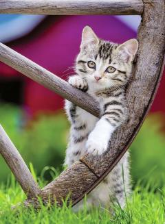 Puzzle Pisicute, 2 x 500 piese