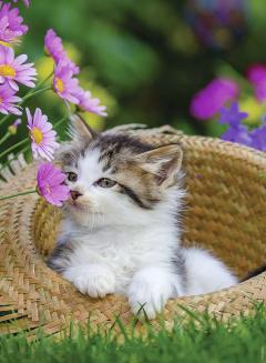 Puzzle Pisicute, 2 x 500 piese