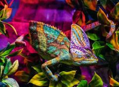 Puzzle - Animale colorate - Cameleon, 500 piese