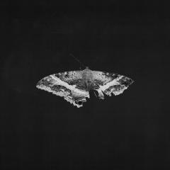 To Pimp A Butterfly - Vinyl (33 RPM)