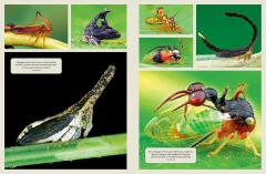 The Wonder Cabinet of Fabulous Insects