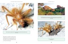 The Wonder Cabinet of Fabulous Insects