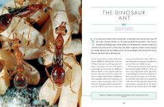 The Wonder Cabinet of Fabulous Insects