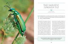 The Wonder Cabinet of Fabulous Insects