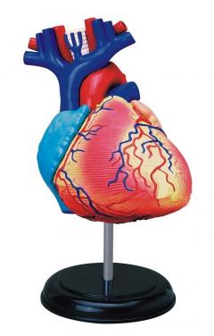 Set creativ anatomic DIY - Inima umana