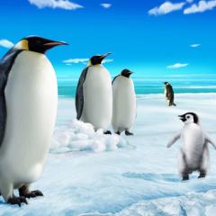 Magnet - 3D Pinguini