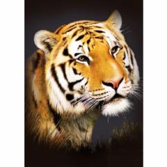 Magnet - 3D portret Tigru