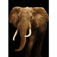 Magnet - 3D portret Elefant