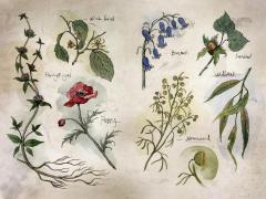 The Changeling Queen (Deluxe Limited Edition)