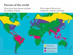 BBC Earth: Forests - Ladybird Readers Level 4