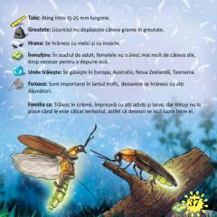 Prima mea enciclopedie. Insecte