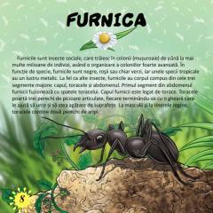 Prima mea enciclopedie. Insecte