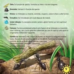 Prima mea enciclopedie. Insecte