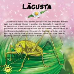 Prima mea enciclopedie. Insecte