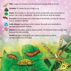 Prima mea enciclopedie. Insecte