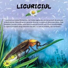 Prima mea enciclopedie. Insecte