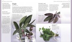 Herb and Spices The Cook's Reference