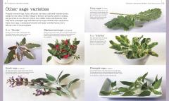 Herb and Spices The Cook's Reference