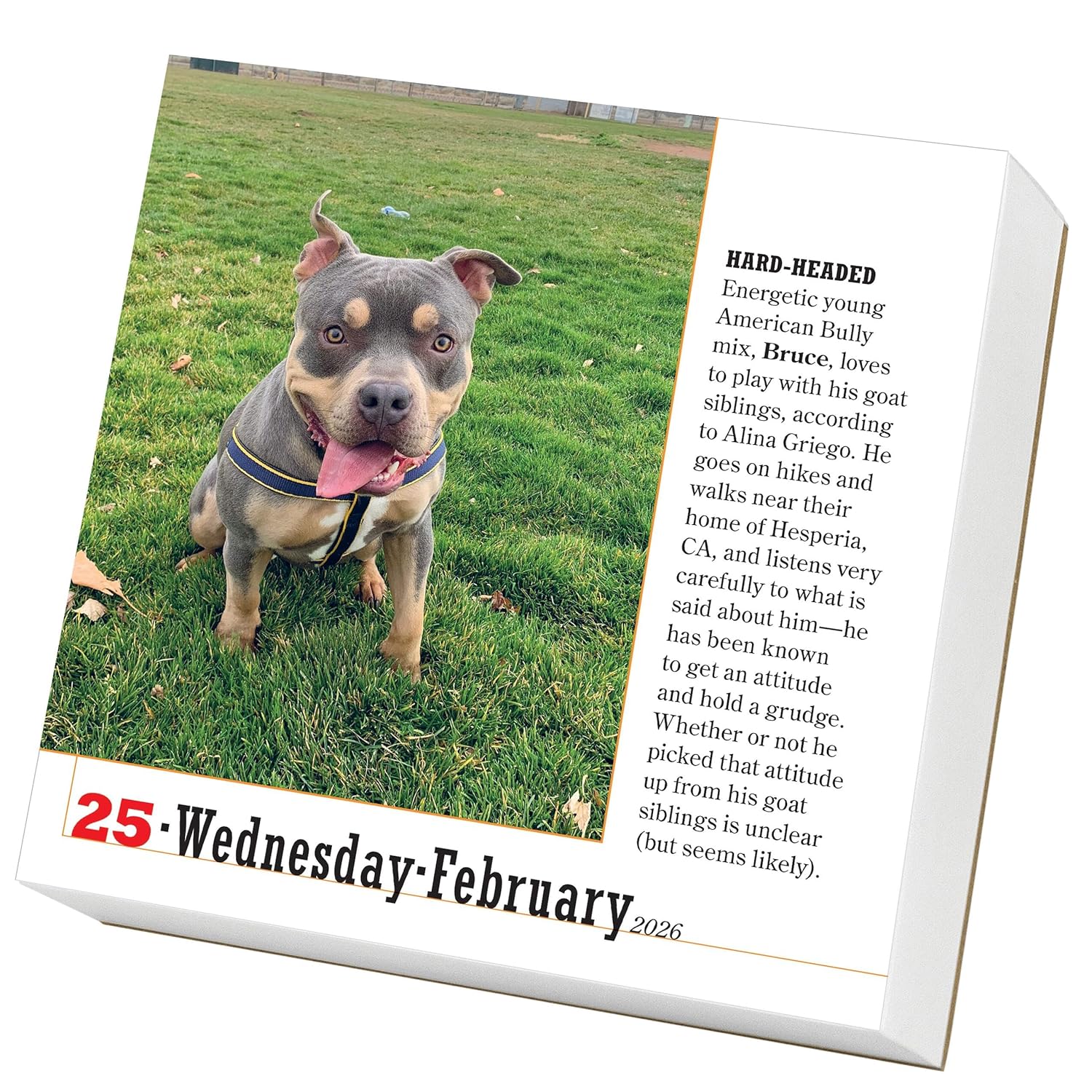 Calendar de birou - Ianuarie 2026 - Decembrie 2026 - 365 Dogs Page