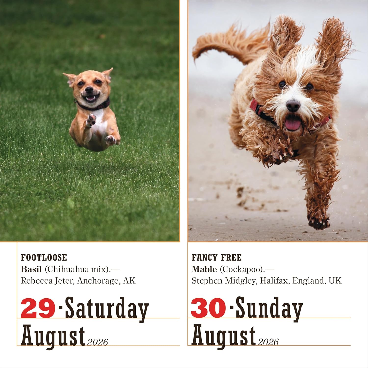 Calendar de birou - Ianuarie 2026 - Decembrie 2026 - 365 Dogs Page