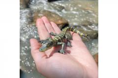 Figurina - Pui de aligator