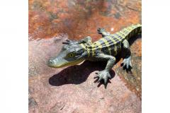 Figurina - Pui de aligator