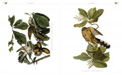 Audubon's Birds of America