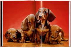 Walter Chandoha. Dogs