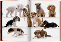 Walter Chandoha. Dogs