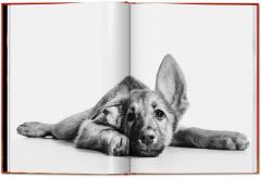 Walter Chandoha. Dogs