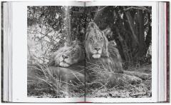 Sebastio Salgado. Genesis
