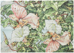 Mapa - Flower Fairies - Bindweed Fairy - Document Folder, Wrap Closure