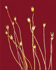 Set pictura pe numere - Maci aurii - Halyna Vitiuk