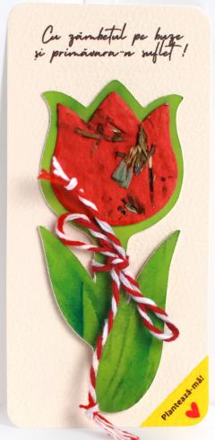 Martisor - Lalea, plantabil