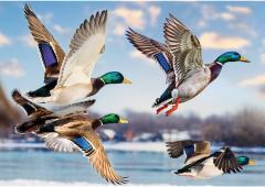 Puzzle 1000 piese - Mallards in Flight