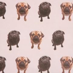 Hartie de impachetat - Pug Puckator