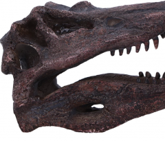 Obiect decorativ - Spinosaurus Skull