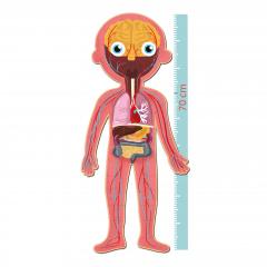 Puzzle educativ - Human Body