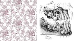 Oddities & Curiosities Coloring Book