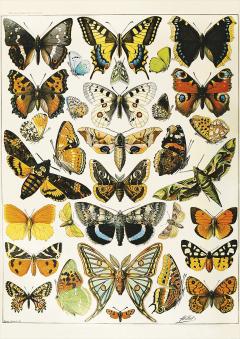 Puzzle - Adolphe Millot - Butterflies and Moths, 1000 piese