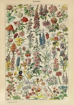 Puzzle - Adolphe Millot - Flowers, 1000 piese