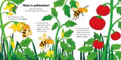 Bees: A Ladybird Eco Book