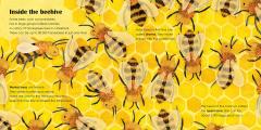 Bees: A Ladybird Eco Book