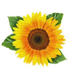 Puzzle - Eu sunt Floarea Soarelui, 350 piese