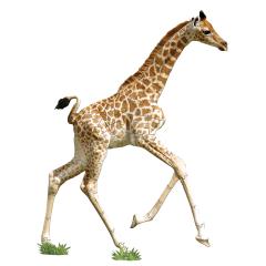 Puzzle pentru copii - Eu sunt Mica Girafa, 48 piese
